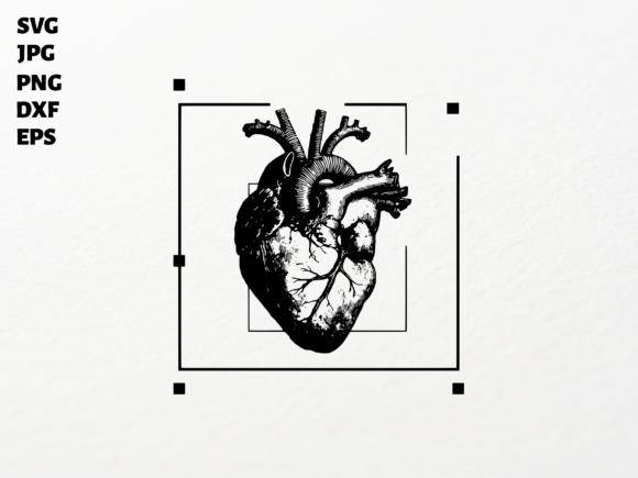 Download Human Heart Organ SVG for Cricut Clipart - Cricut clipart Collection
